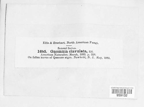 Gnomoniopsis clavulata image